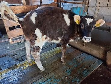 Айыл-чарба жаныбарлары: Сатам | Кунаажын | Сүт алуу үчүн | Байланган — 7