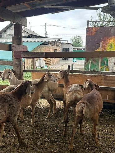 2жаш кунан: Продаю | Ягненок | Арашан | Для разведения | Ярка — 7