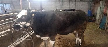 рыбы живые: Продаю | Тёлка | На откорм | Привязанные — 4