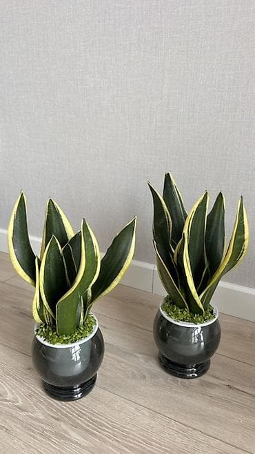 Сансевиерия (Sansevieria trifasciata, «Щучий хвост») в декоративном