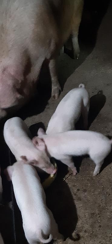 ежик купить: Продаются поросята, крупная белая, родились 16 января, зубки — 3