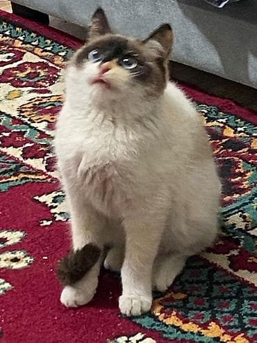 Башка жаныбарлар: Ургаачы — 3