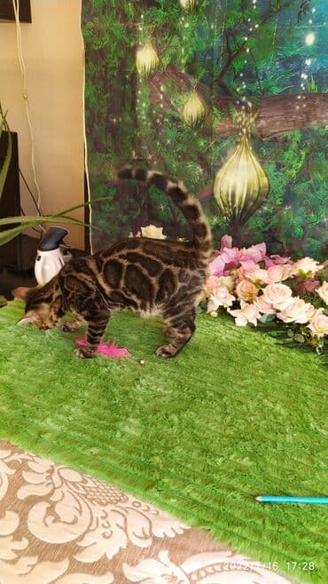 бенгальский леопардовый кот: Профессиональный Питомник Бенгалов . Бен Гла Мур предлагает Очень — 9