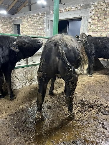 ветврач кара балта: Сатам | Уй (ургаачы) | Бельгия | Бордоп семиртүү үчүн | Байланган — 7