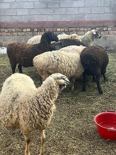 куры хай лайн соня: Продаю | Овца (самка) | Полукровка | Для разведения — 3