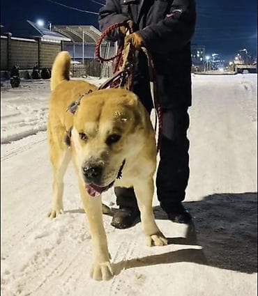 сколько стоит сиамские кошки: Алабай, 2 года, Самец, С прививкой, С родословной — 5