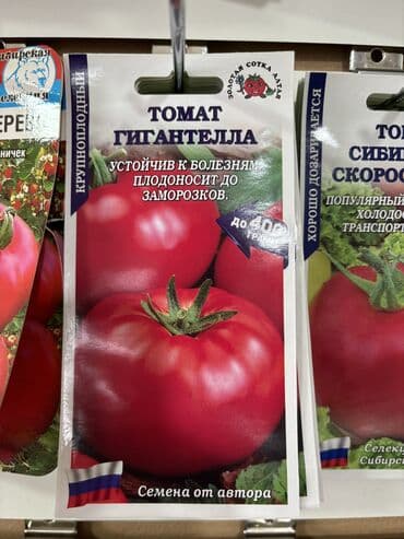 рассада помидор купить: Семена помидоров по 25 сомов «Джина ТСТ» «Лонг кипер» «Янтарное — 9