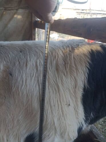 корова молочные: Продаю | Бык (самец) | Голштин | Для разведения | Осеменитель — 3