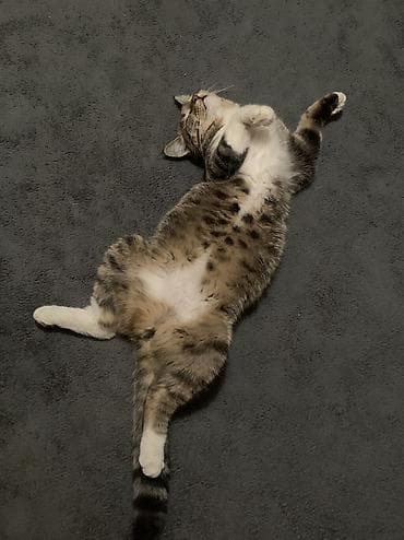 Мышыктар: Породасыз, 1 жаш, Ургаачы, Лотокко барууга үйрөтүлгөн — 6