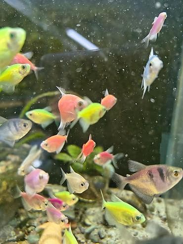 Грызуны: Мы находимся а Беловодске! Аквариумные рыбки! черепахи тритоны !!!! — 9