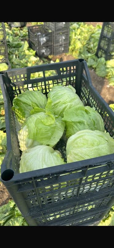 старый буфет: Пластиковый Ящик — 12