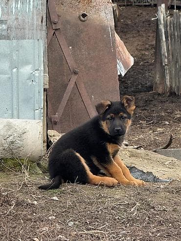 умная собака: Звонить по номеру цена договорная — 8