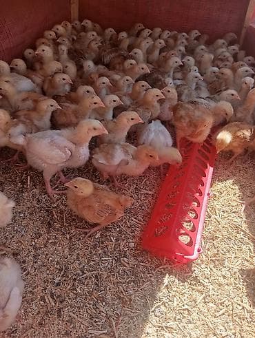 куплю корм для животных: Продаю | Цыплята | Домашняя | Для разведения — 7