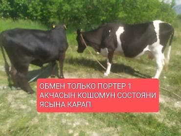 рэгдолл бишкек: Сатам | Уй (ургаачы) | Ангус, Голштин, Алатоолук | Сүт алуу үчүн | Асыл тукумдуу, Байланган — 1