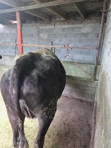 А/ч жаныбарлары үчүн тоюттар: Сатам | Уй (ургаачы) — 4