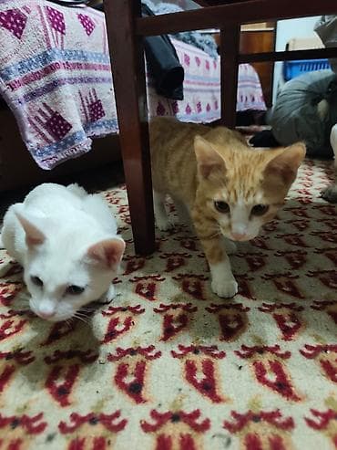 d cat: КОТЁНОК МАЛЬЧИК 2,5 МЕСЯЦА. Милый рыжебелый котёнок с короткой — 6