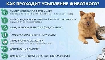 Услуги ветеринара: Ветеринарная услуга: гуманное усыпление и посмертный сервис для — 2