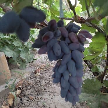 сетка для кладки: Саженцы винограда — 3