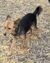 домик собака: Собака даром: Дворняжка, 1 год, Самка, С прививкой — 3