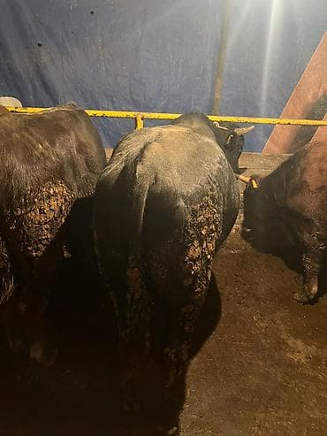сх животные и товары: Продаю | Бык (самец) | На забой, На откорм — 3