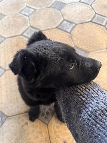 бельгийский овчарки: Щенок бельгийской овчарки, черный окрас. Небольшого размера, плотный — 2