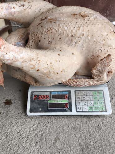 корм для домашних животных: Продаю | Индюк (самец) | Бройлерная | Для разведения | Племенные — 5