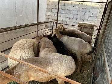 мальки фарель: Продаю | Овца (самка), Баран (самец) | Арашан, Романовская | На забой, Для разведения — 2