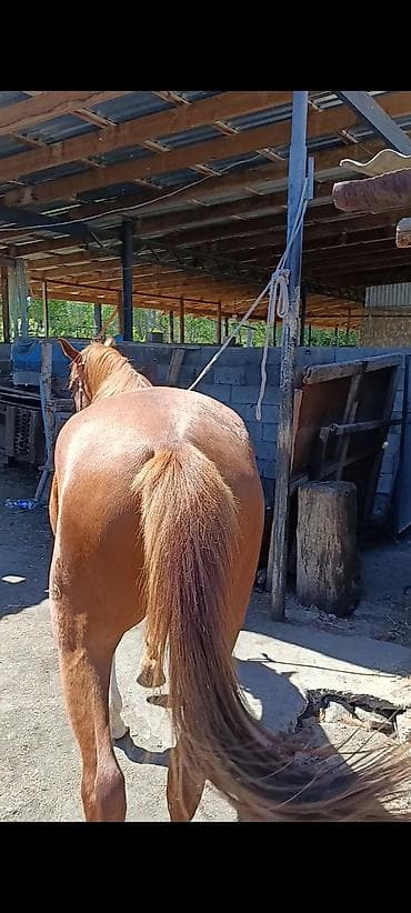 уй сатылат бишкек 2022: Сатам | Байтал | Жумушка — 6