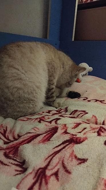 Аквариумы: Котёнок, тигровый окрас (серо-бежевые полосы), короткая шерсть, синие — 3