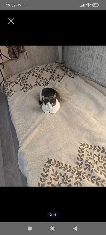 Мышыктар: БЕЗ ДЕТЕЙ ! Отдаем в добрые руки кошку и кота,кот кастрирован,кошка — 2