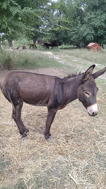 эшек жаныбар: Продается Ишак шустрый. Подойдёт на Улак — 1