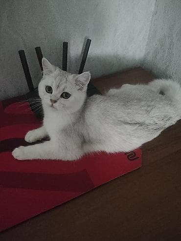 британец вязка: Продаю кошечку шотландская окрас серебристая шиншилла 7 месяцев к — 4