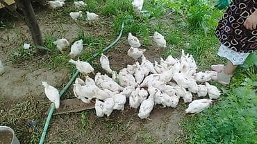 продам курей: Продаю | Цыплята | Бройлерная | На забой — 1
