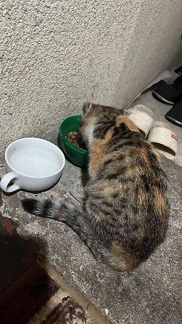 черный котенок: Девочка, Приучена к лотку — 3