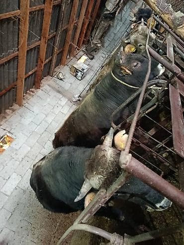 Продаю | Бык (самец) | На откорм | Привязанные