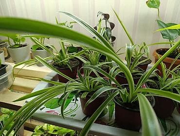 тёщин язык: Хлорофитум (Chlorophytum comosum) в горшках - Разновидность с — 2