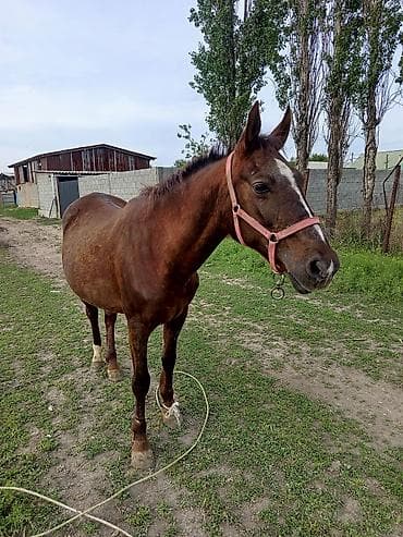 ат алам: Продаю | Кобыла (самка) | Дончак | Рабочий | Племенные — 3