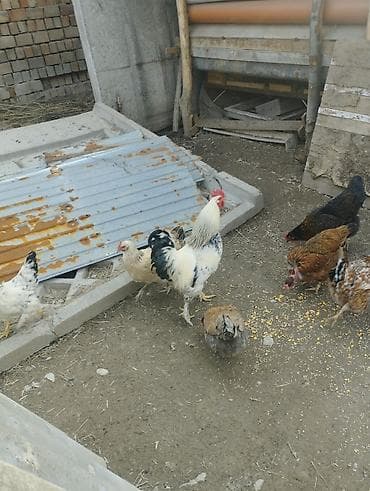 собаки бишкек купить: Продаю | Петух | Домашняя | Для разведения — 1