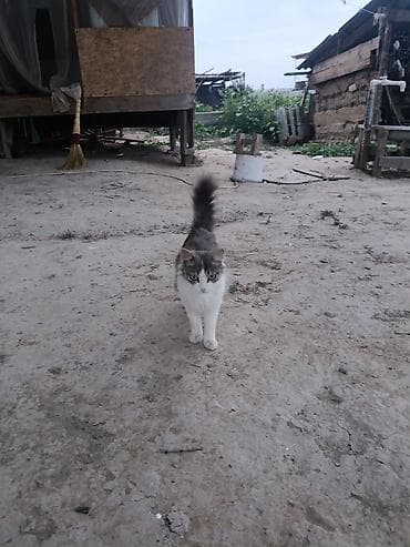 львенок купить: Котята от домашней кошки - Описание: пушистые котята от красивой — 4