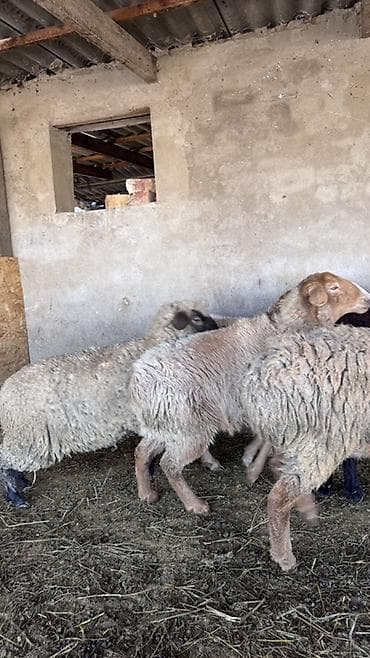 коровы доиные: Продаю | Овца (самка) | Для разведения | Матка — 6