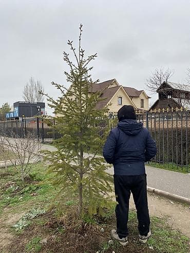 три лимона: Срочно Продаю 3шт Пихты !!! Лимонный, рост от 2,5м - 3метров — 1