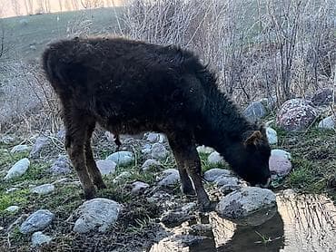 сары булун: Сатам | Бука (эркек) | Аргын | Бордоп семиртүү үчүн — 6