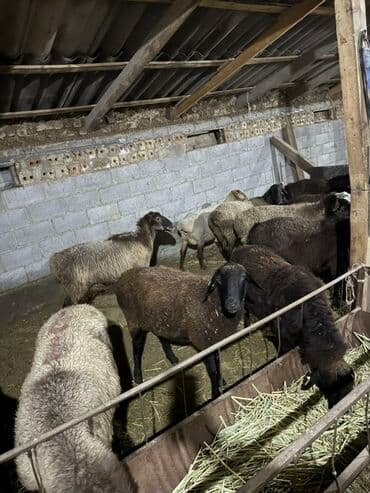 продам козу дойную: Продаю | Баран (самец) — 2