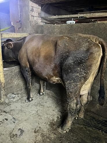 Продаю | Корова (самка) | Швицкая, Аулиекольская | Для молока | Привязанные