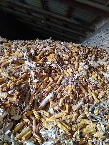 Продаю кукурузу а початках . Совхоз Нижний Чуйск первое отделение