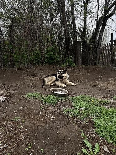 алабай отдам: Немецкая овчарка, кобель. Классический чепрачный окрас: черная спина — 2