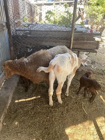 куры живые: Продаю | Овца (самка) | Для разведения | Матка — 3