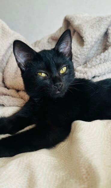 домик для котенка: 3 месяца, Девочка, Приучена к лотку — 2