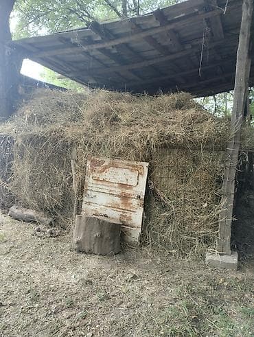 кормовой кызылча: Сено луговое в валках/россыпью сокулуке находиться — 2