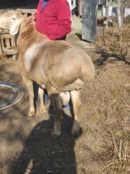 в какой приют можно отдать собаку: Продаю | Баран (самец) | Арашан | Для разведения | Племенные, Осеменитель — 4